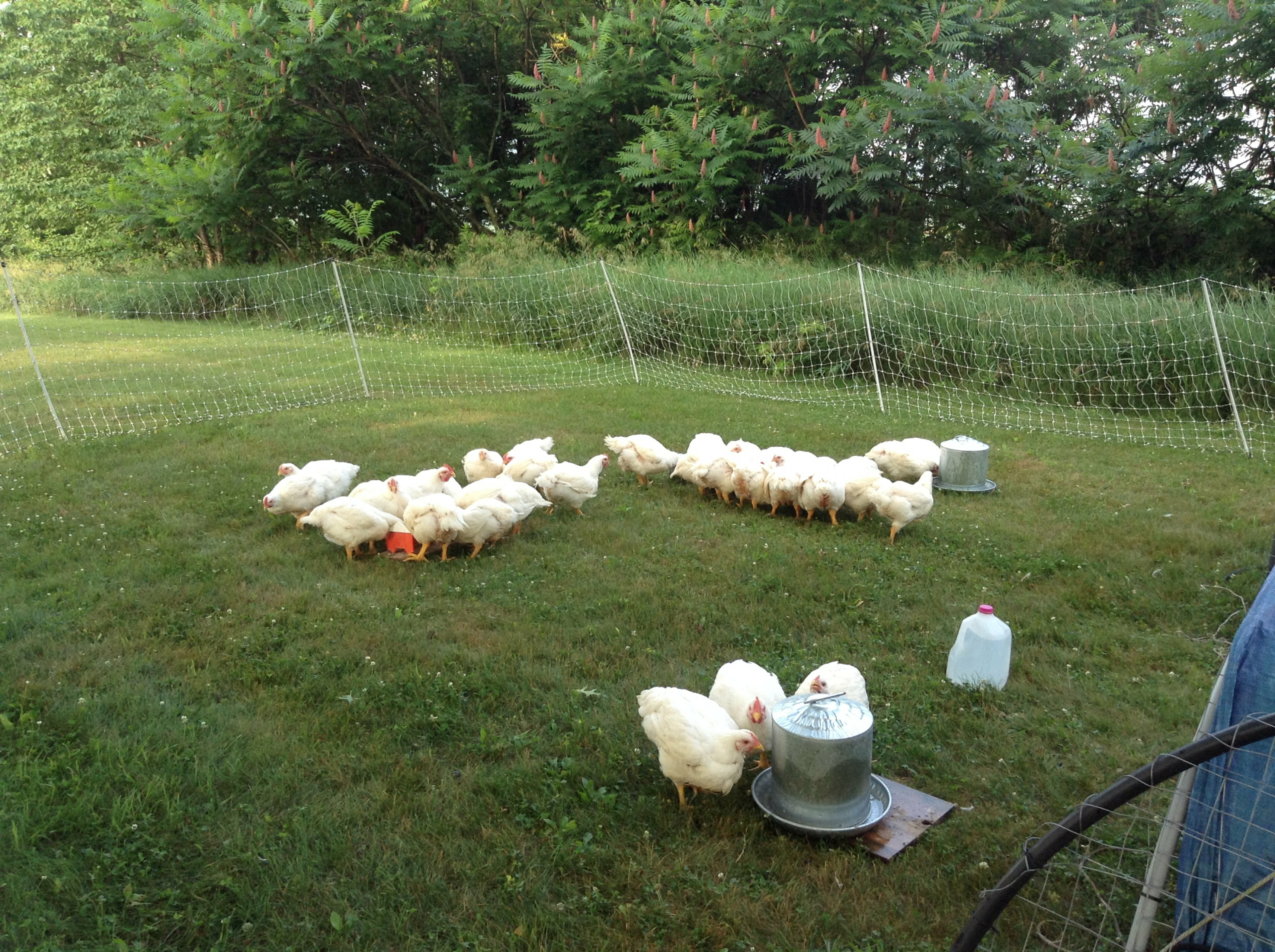 Pastured free-range chicken raised by our son David & family